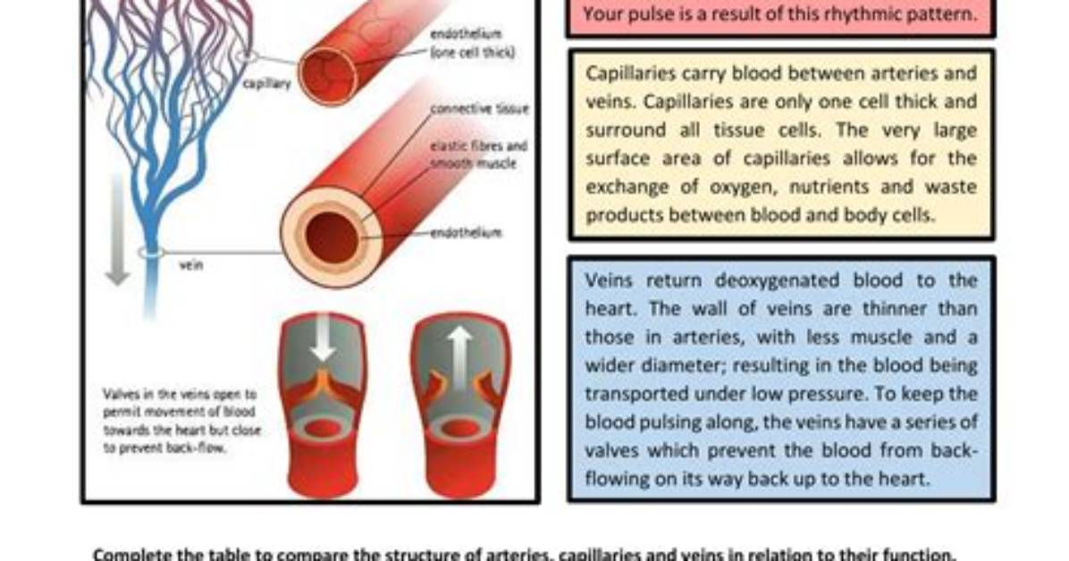 Why Do Venules Have Thin Walls
