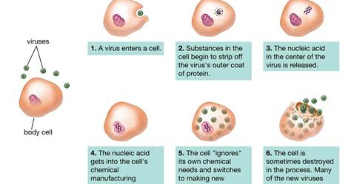 Why Do Viruses Depend on Host Cells