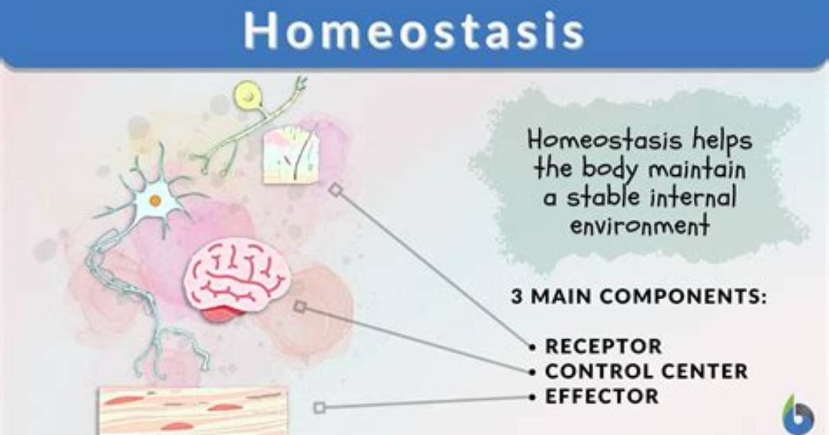 Why Do Viruses Not Maintain Homeostasis
