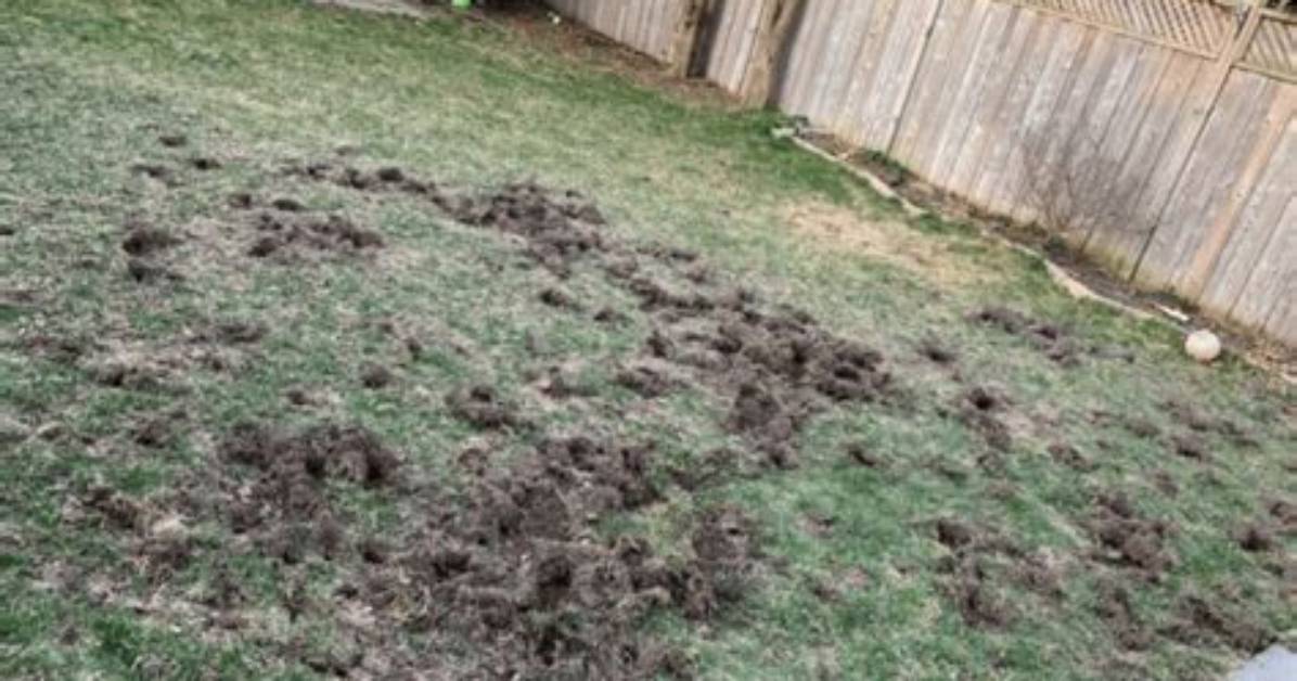 Why Do Voles Dig Holes?