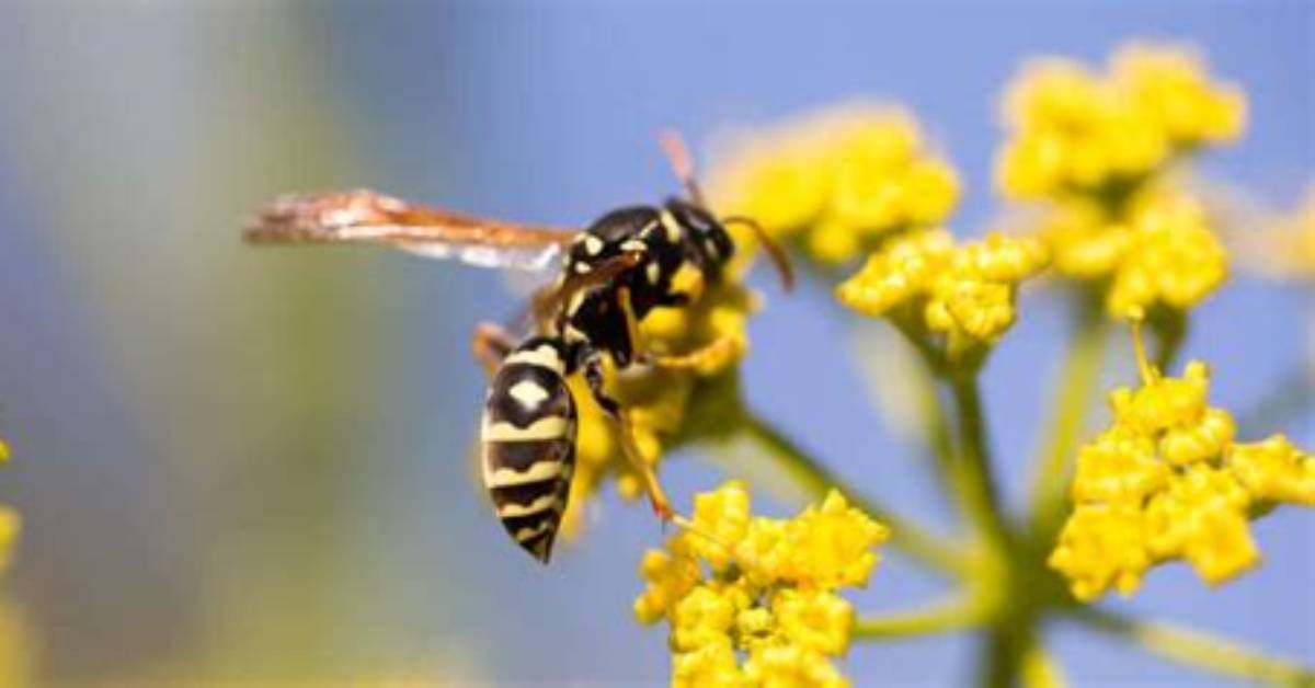 Why Do Wasps Pollinate Flowers?