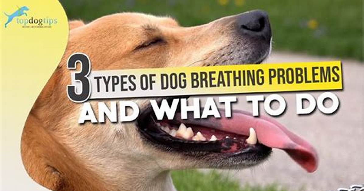 Why Do We Call Dogs Pooch
