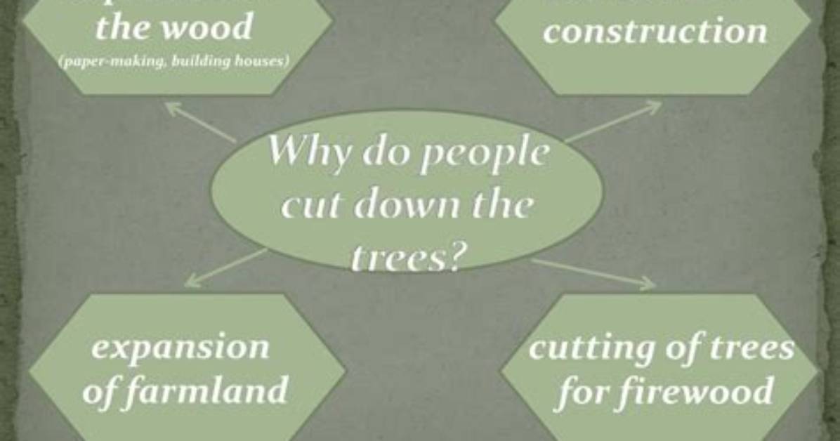 Why Do We Cut Down Trees