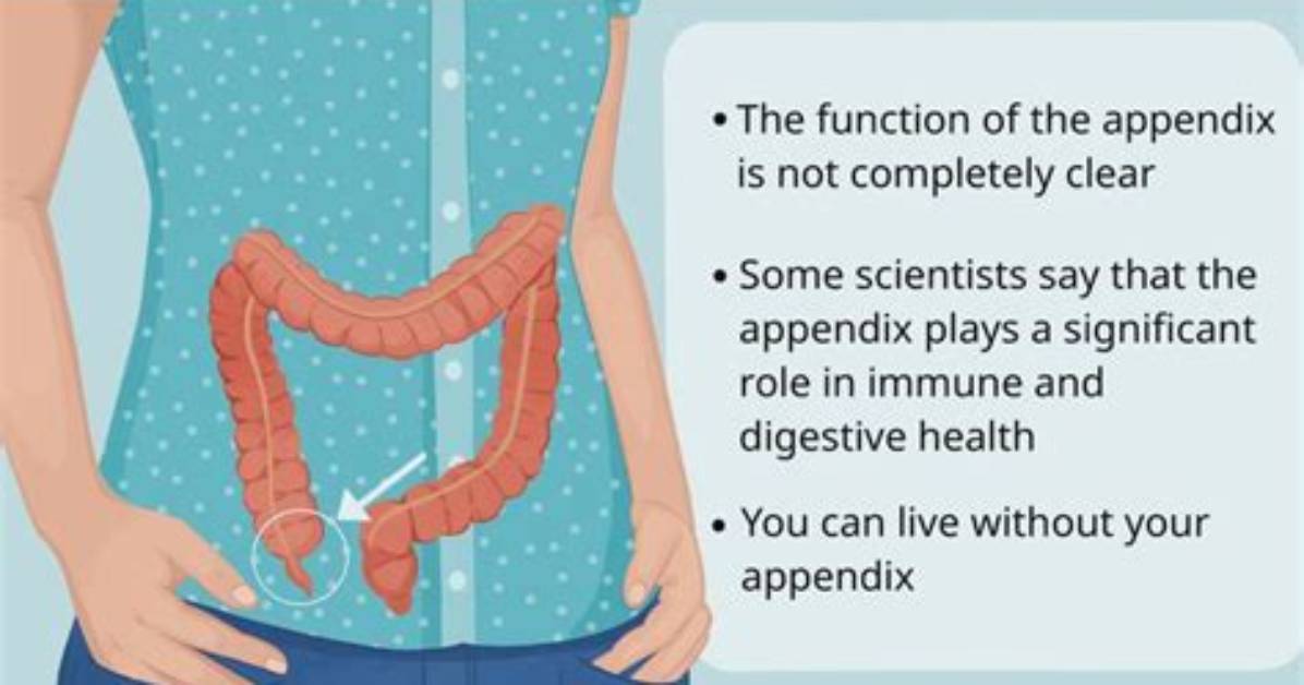 Why Do We Have Appendix?