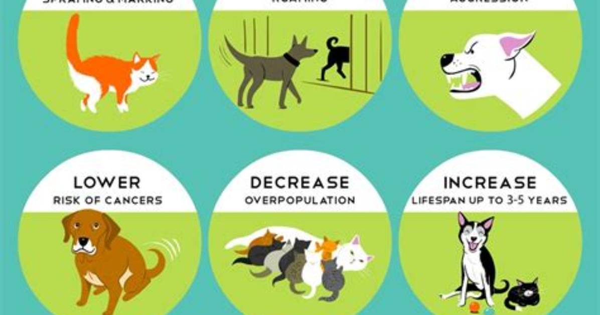 Why Do We Neuter Animals?