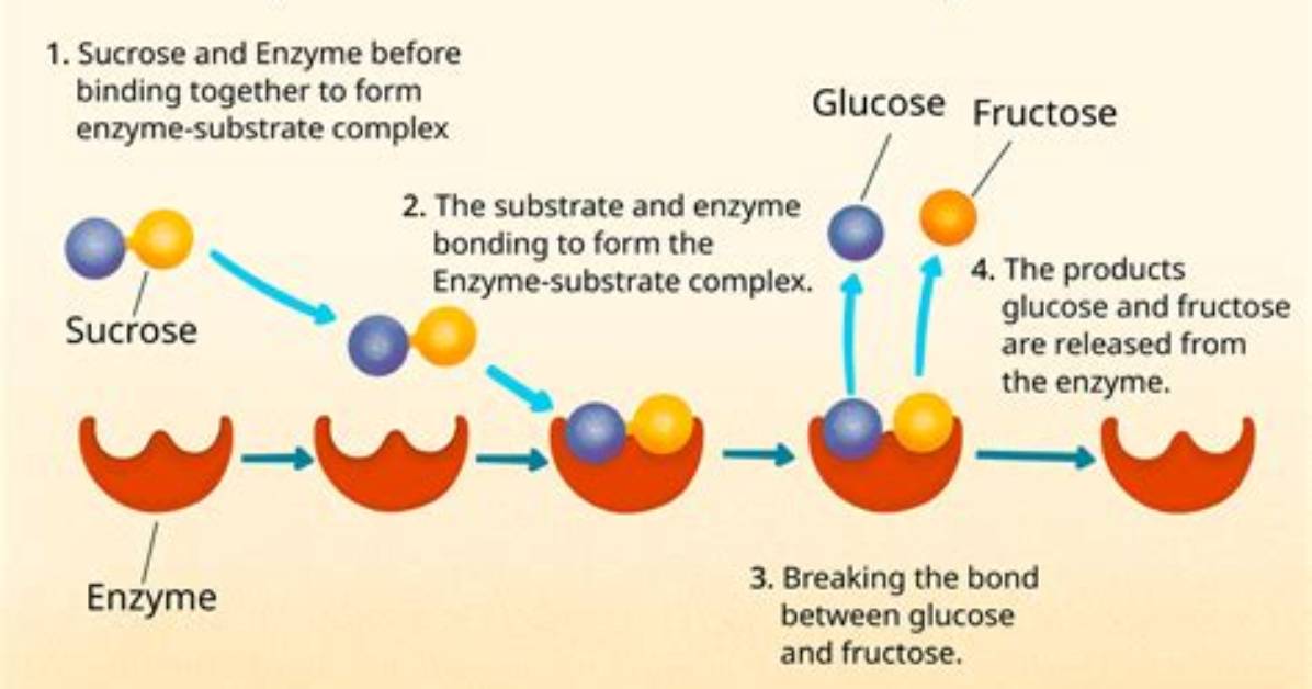 Why Do We Purify Enzymes