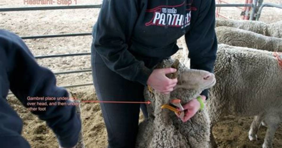 Why Do We Restrain Sheep
