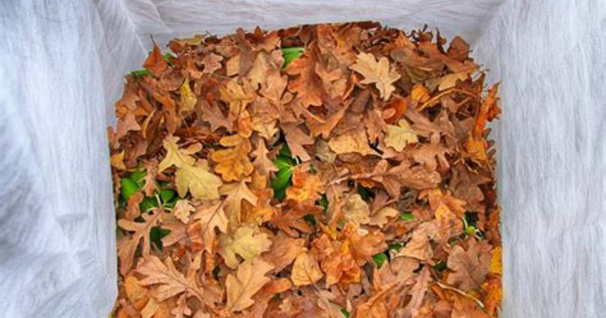 Why Do We Shred Leaves