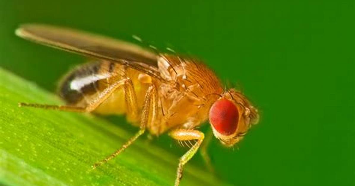 Why Do We Study Drosophila Melanogaster
