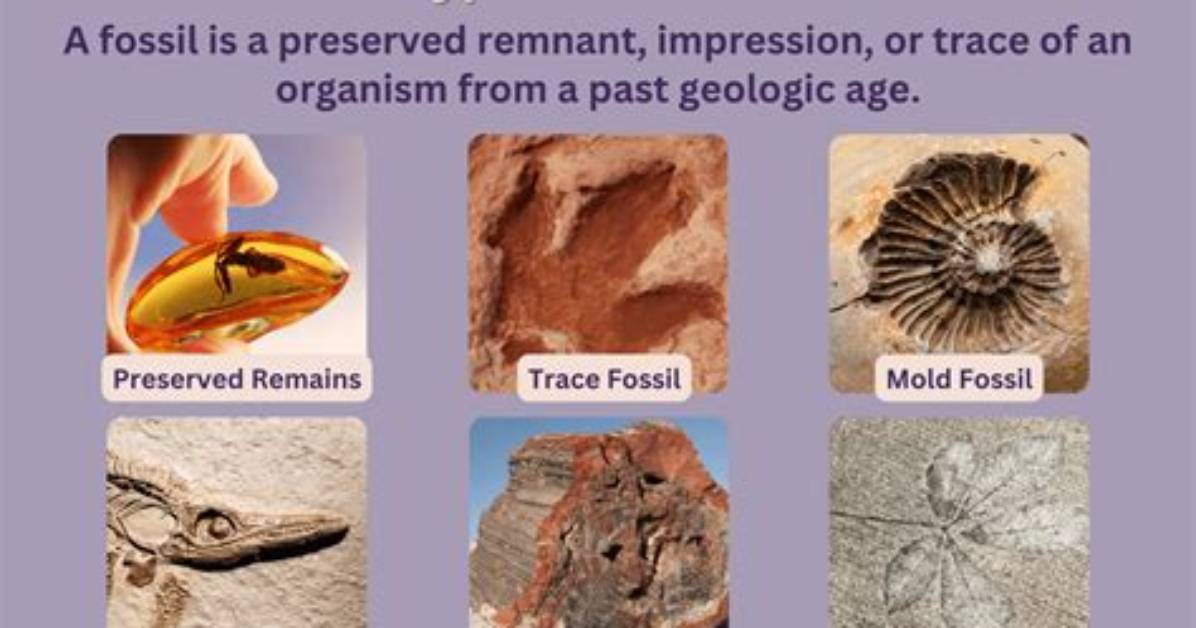 Why Do We Study Fossils What Can We Learn from Them
