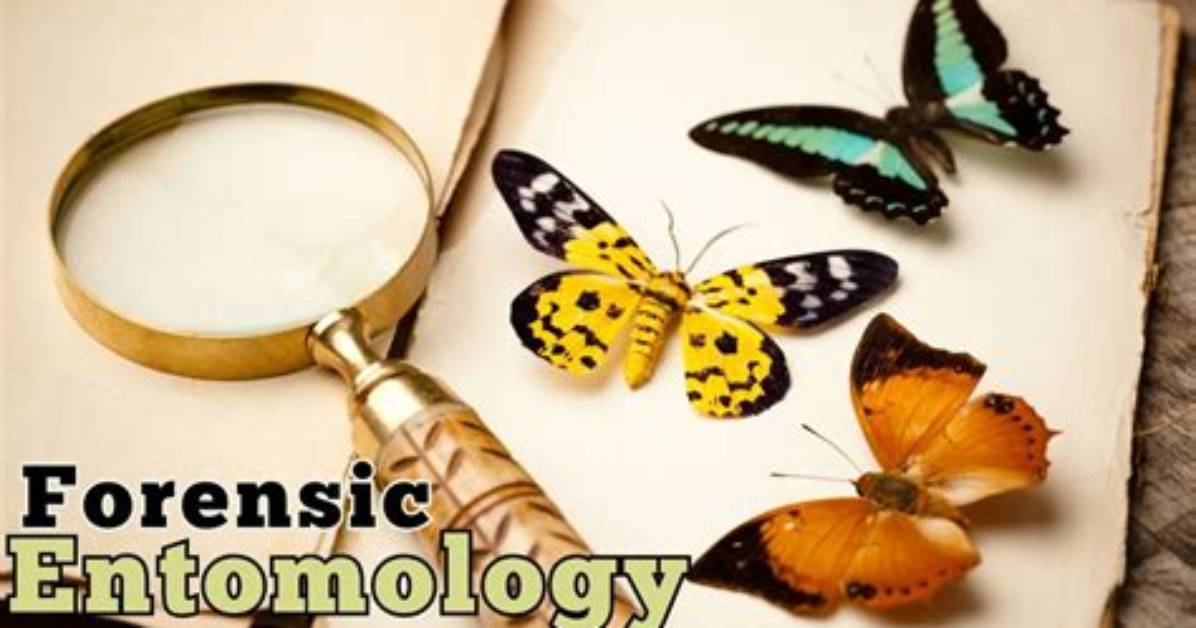 Why Do We Use Forensic Entomologists?