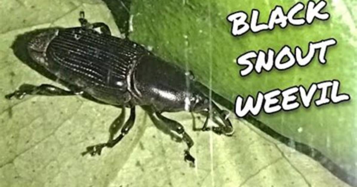 Why Do Weevils Have Long Snouts?