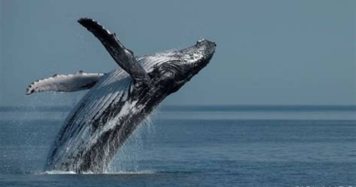 Why Do Whales Breach