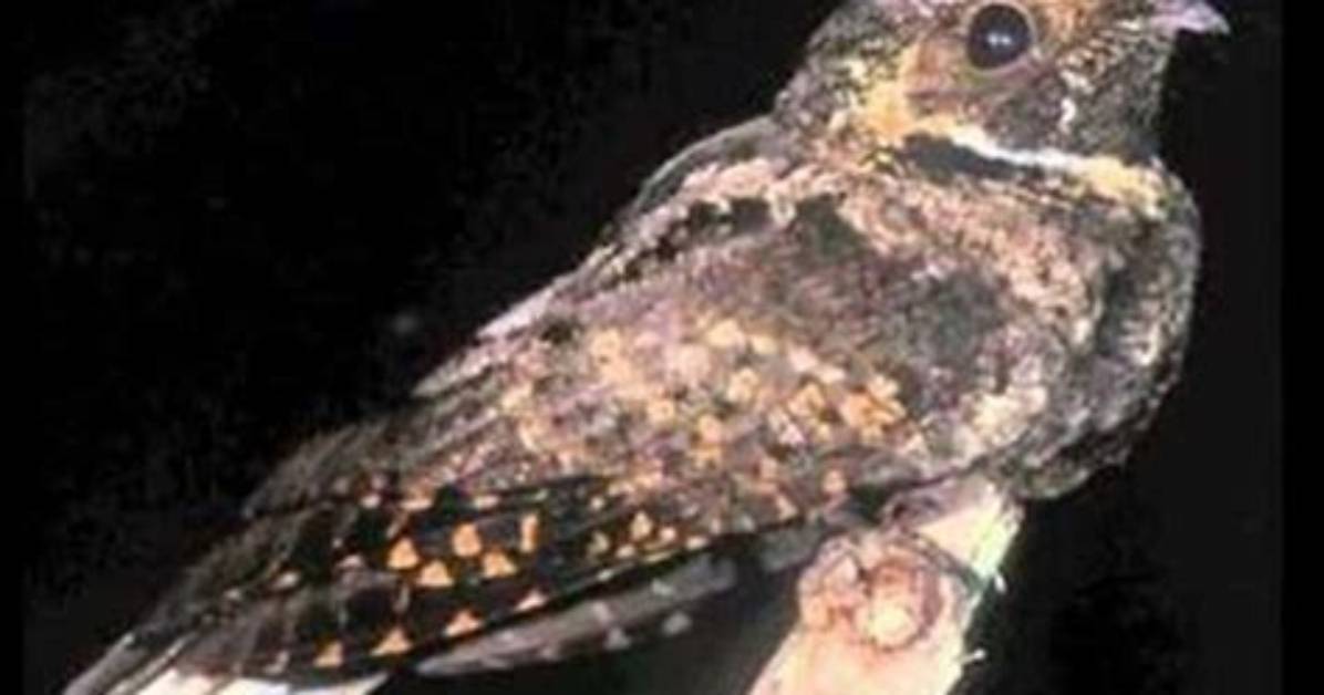 Why Do Whippoorwill Call at Night