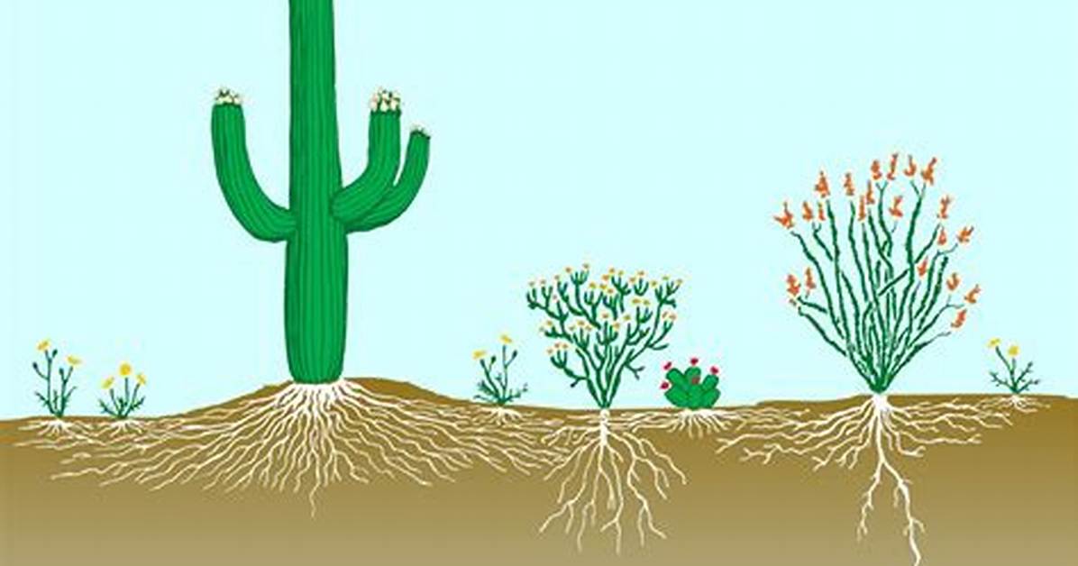 Why Do Xerophytes Have Deep Roots?