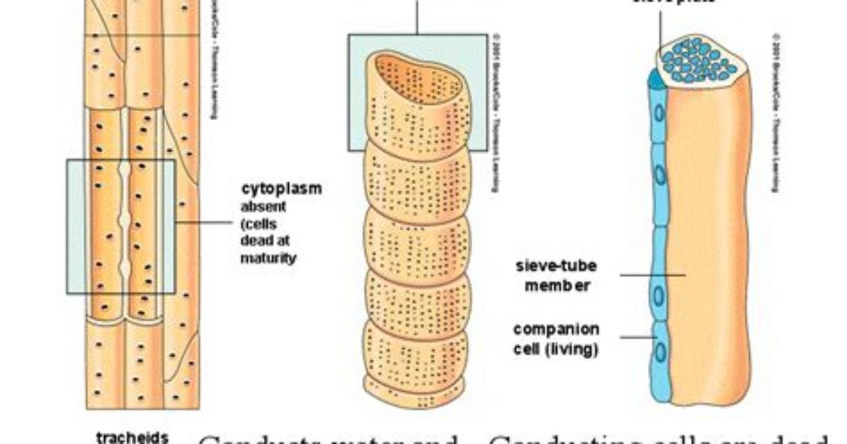 Why Do Xylem Vessels Have Pits?
