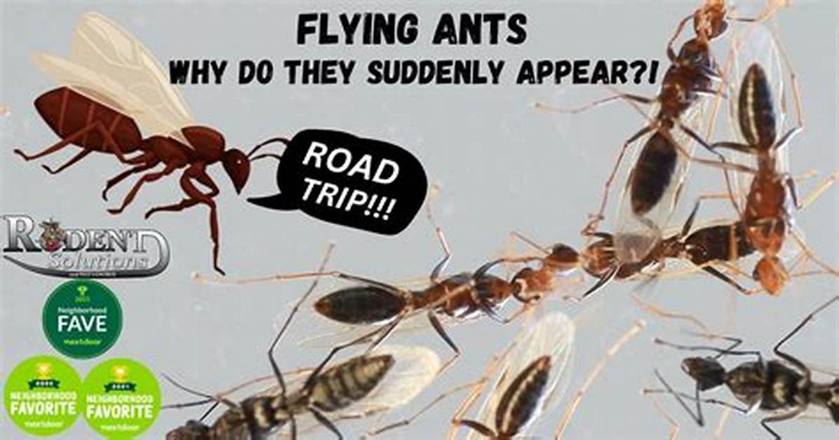 Why Do You Get Flying Ants