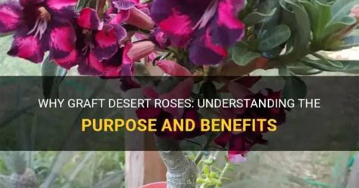 Why Do You Graft Roses