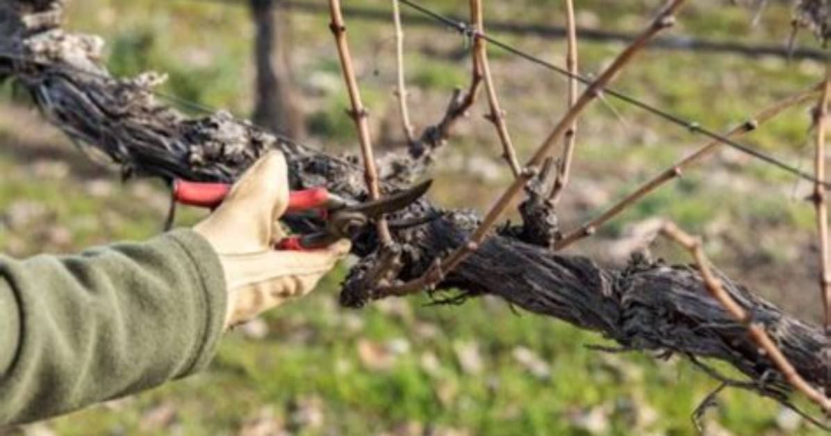 Why Do You Prune a Grape Vine