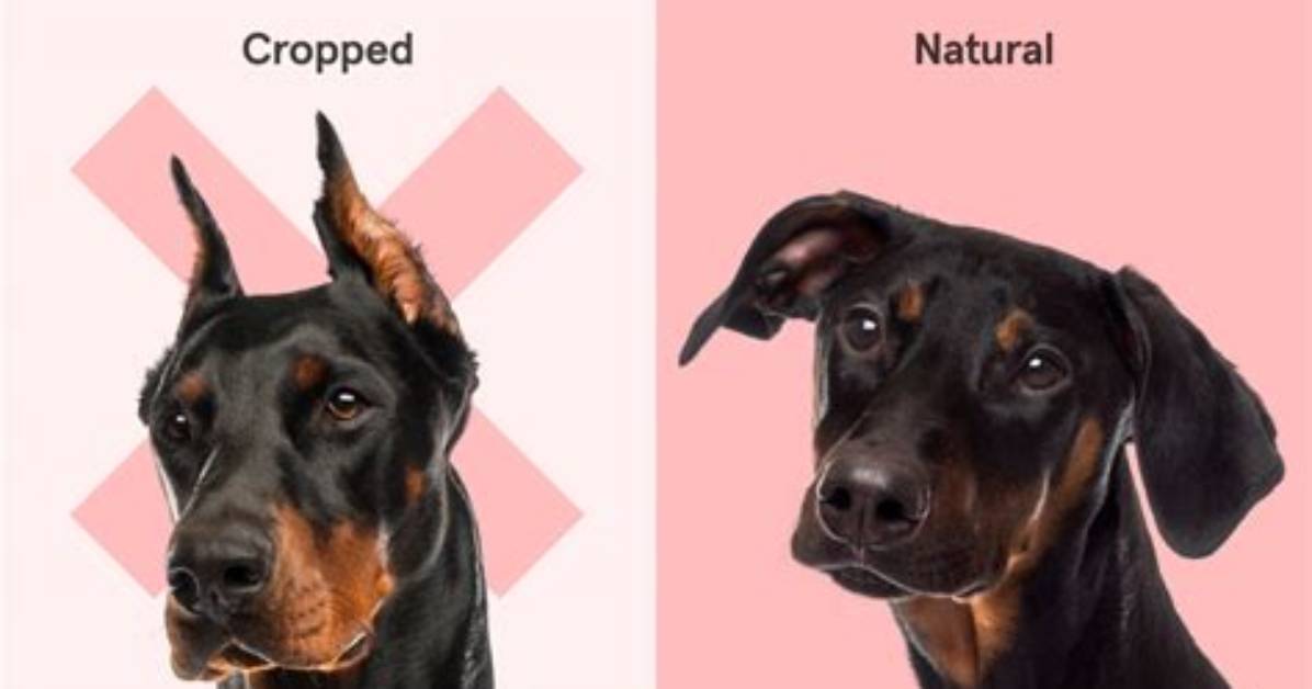 Why Doberman Ear Cropping?