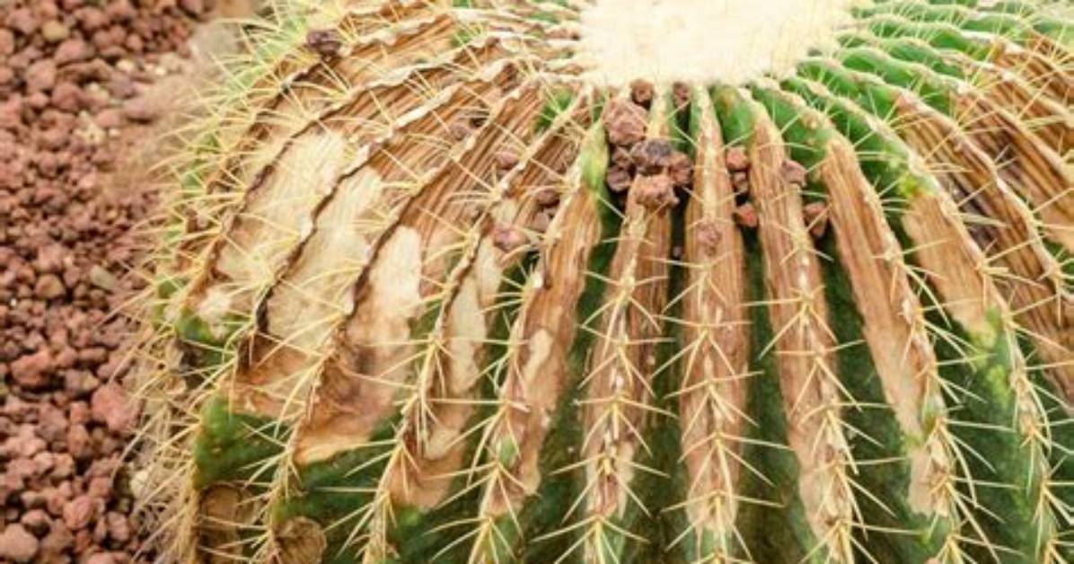 Why Does a Barrel Cactus Survive in the Desert