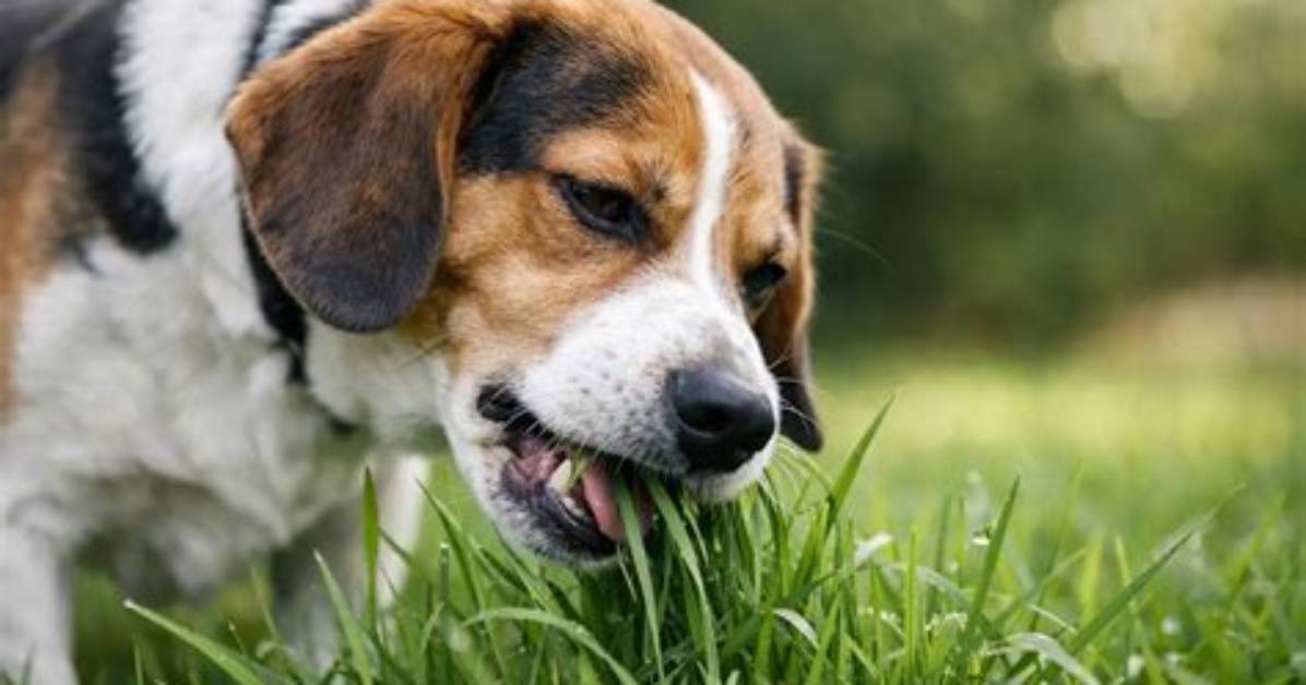 Why Does a Dog Wail?