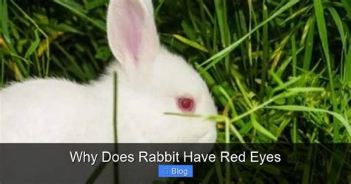 Why Does a Rabbit Have a White Tail?
