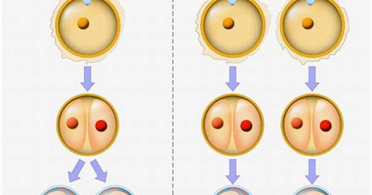Why Does an Embryo Split into Twins?