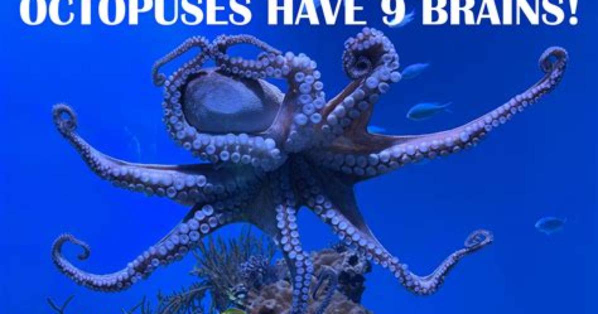 Why Does an Octopus Have 9 Brains?