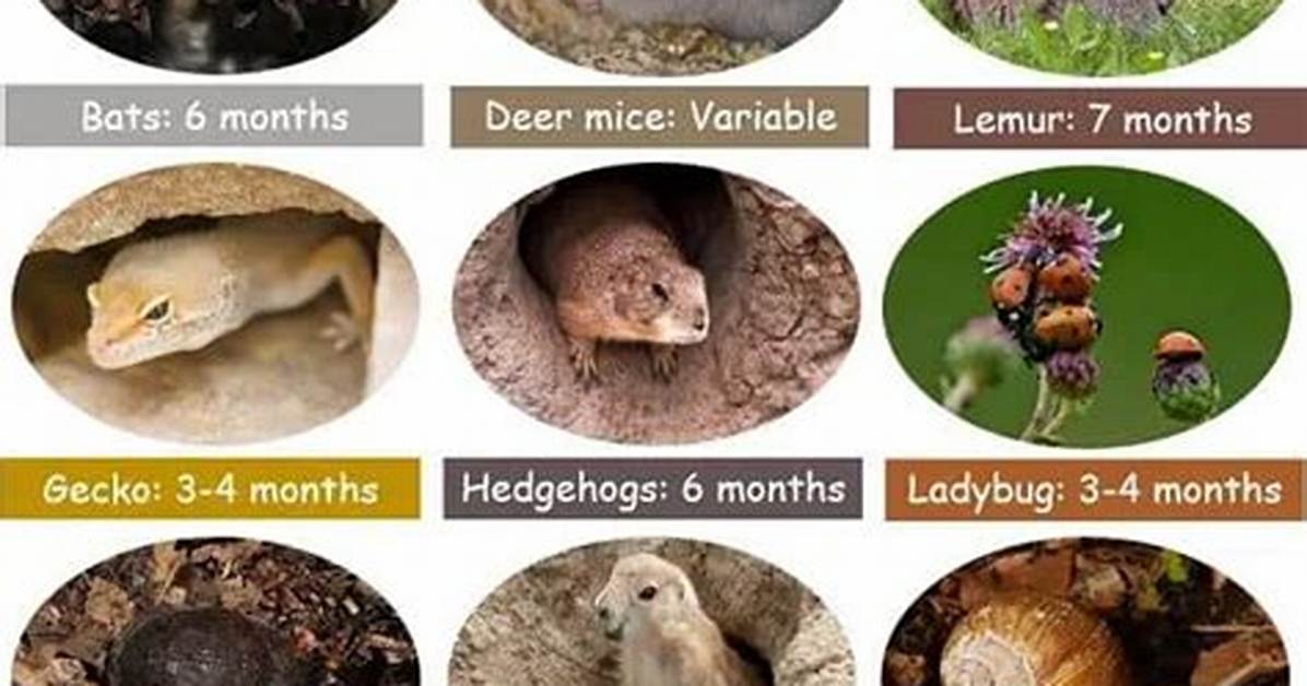 Why Does Animals Estivate?