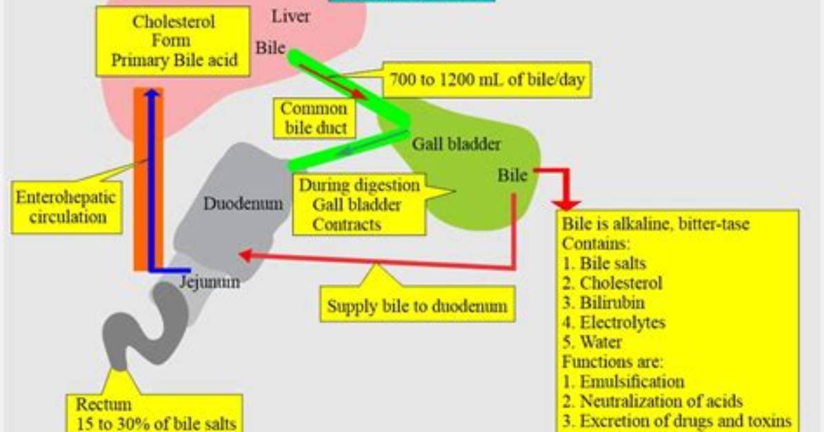 Why Does Bile Neutralizes Hydrochloric Acid?