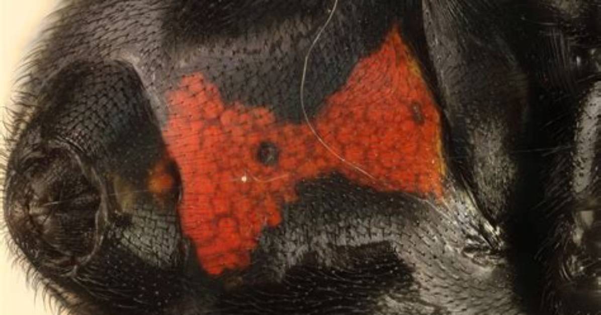 Why Does Black Widow Have an Hourglass-Shaped Logo?