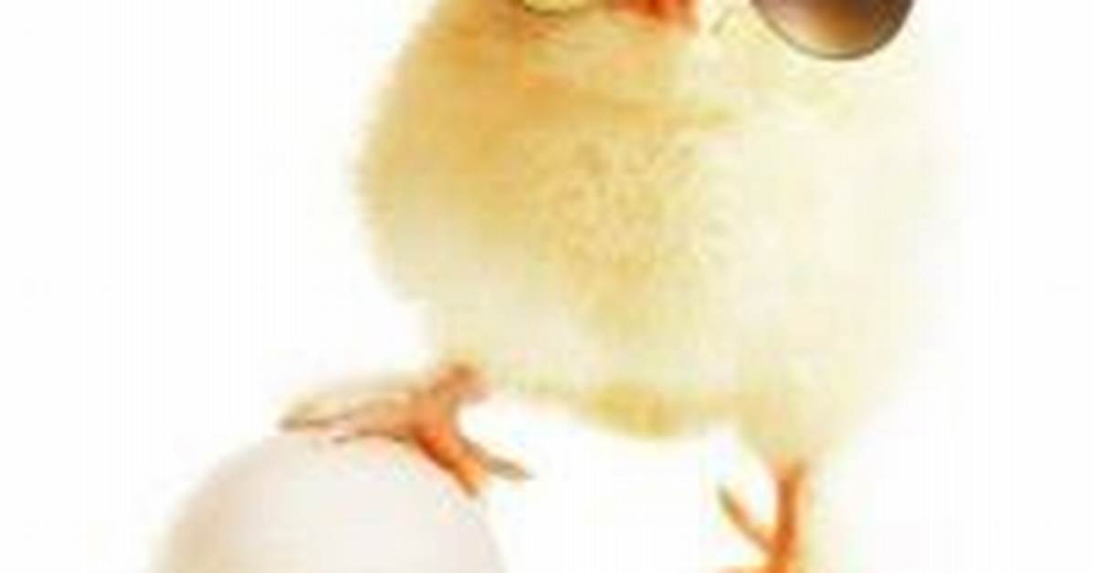Why Does Brood X Happen?
