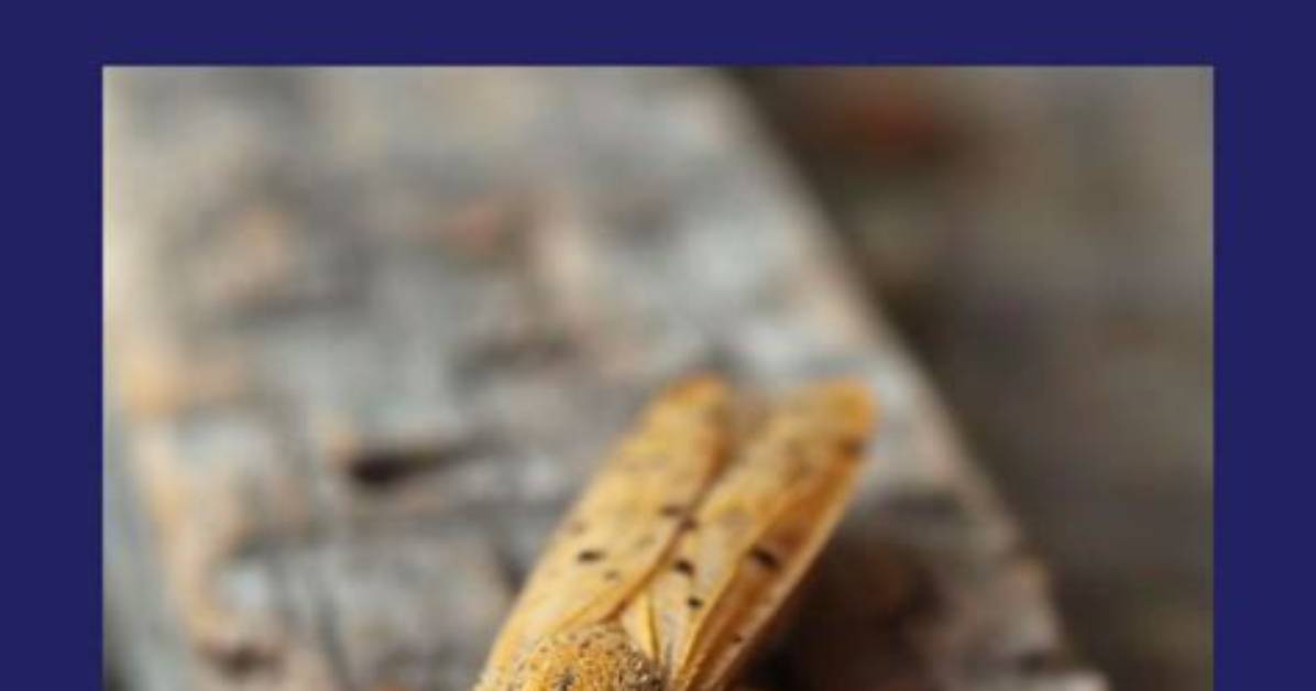 Why Does Cedar Repel Bugs?