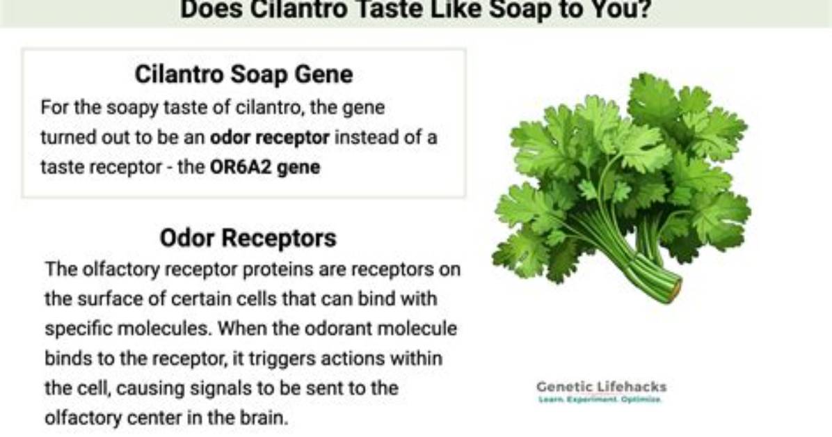 Why Does Cilantro Smell Like Soap