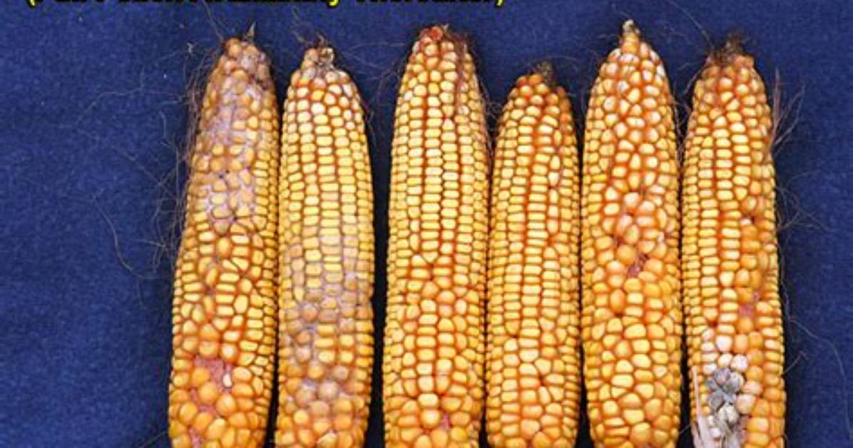 Why Does Corn Silk Turn Red?