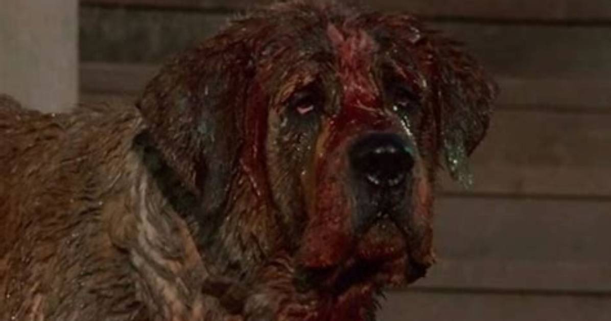 Why Does Cujo Go Crazy