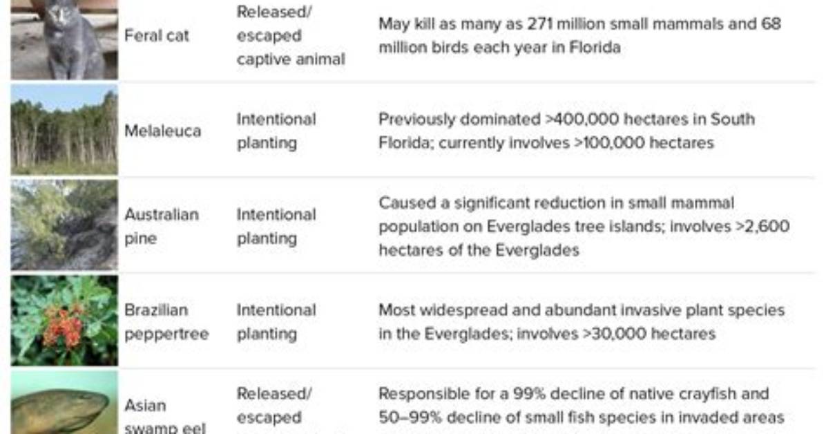 Why Does Florida Have So Many Invasive Species