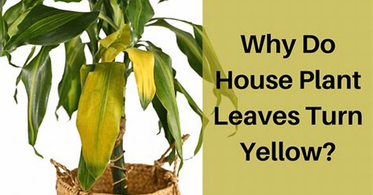 Why Does Foliage Turn Yellow?