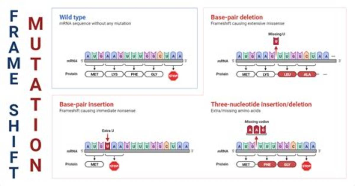 Why Does Frameshift Mutation Occur?
