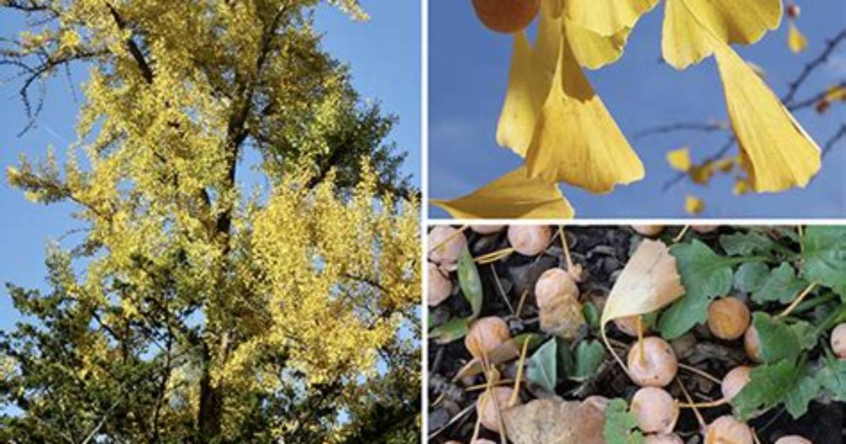 Why Does Ginkgo Tree Smell