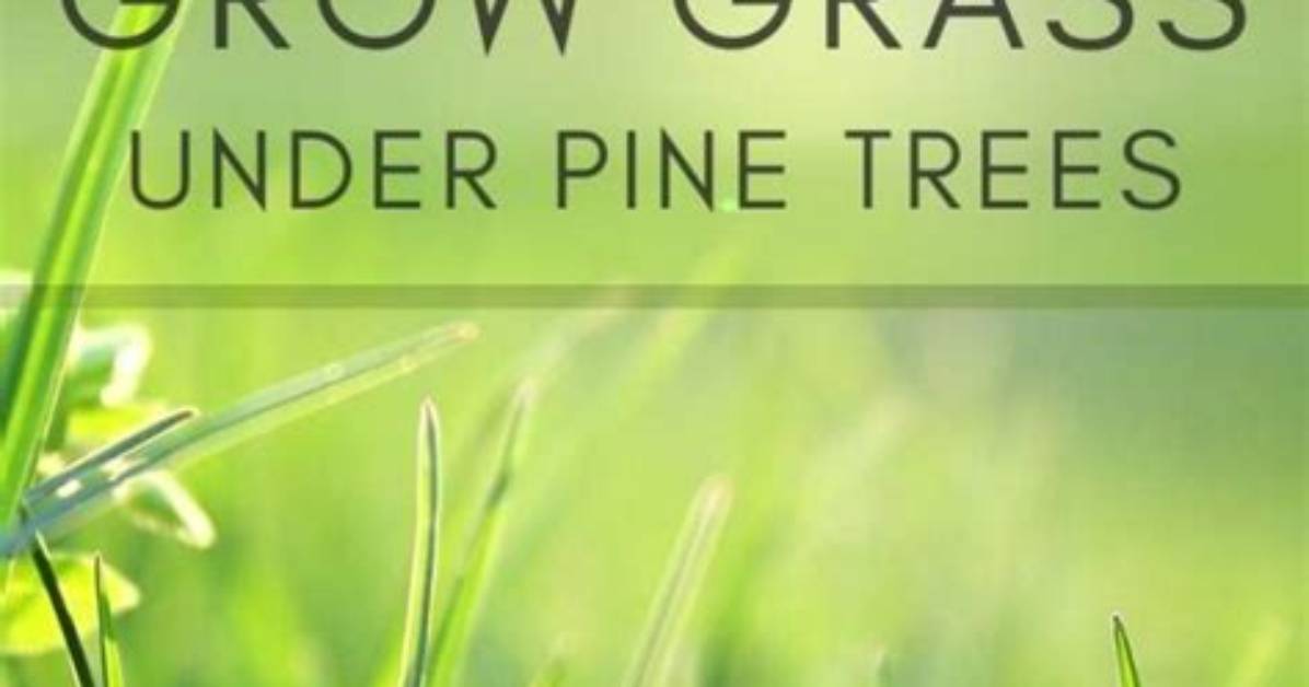 Why Does Grass Die Under Trees?