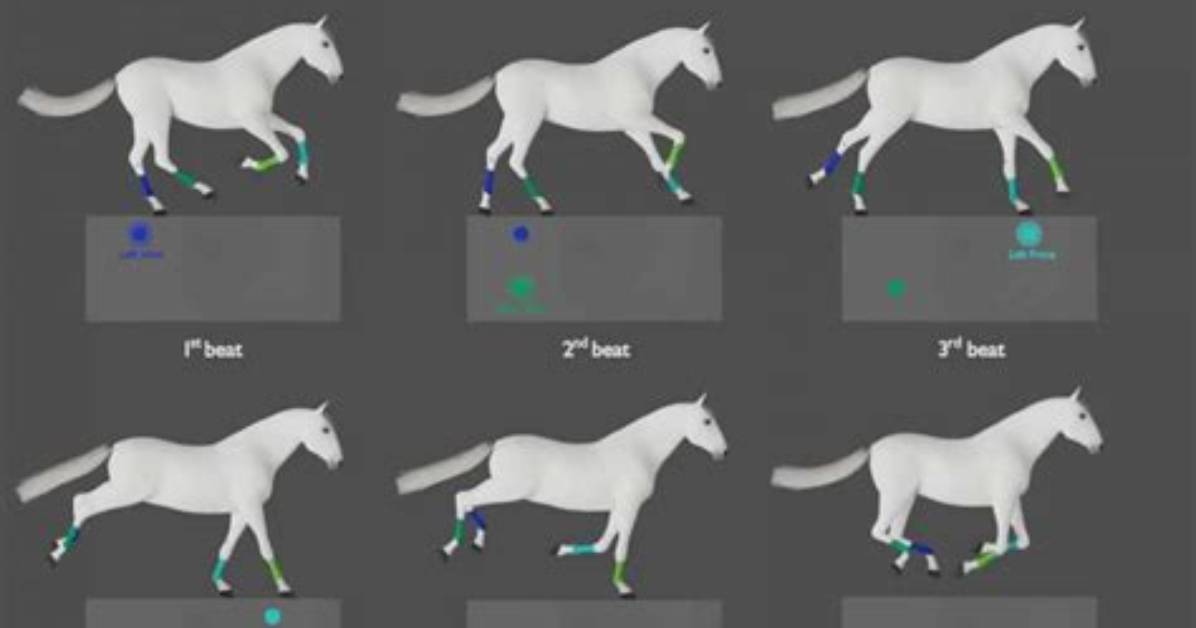 Why Does He Gallop and Gallop About?