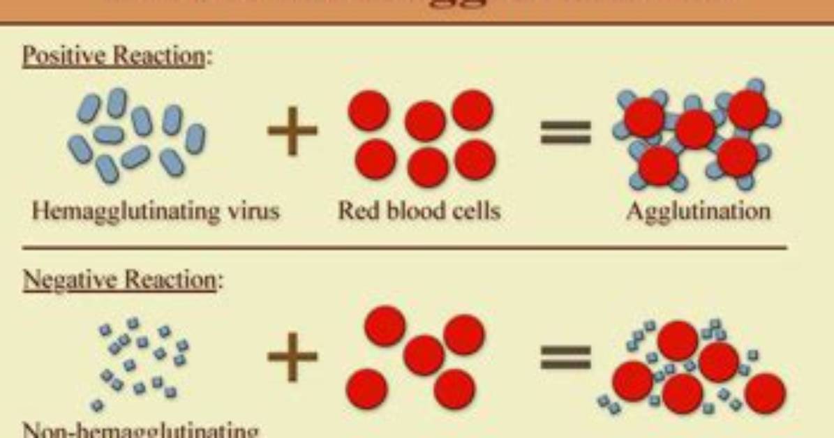 Why Does Hemagglutination Occur?