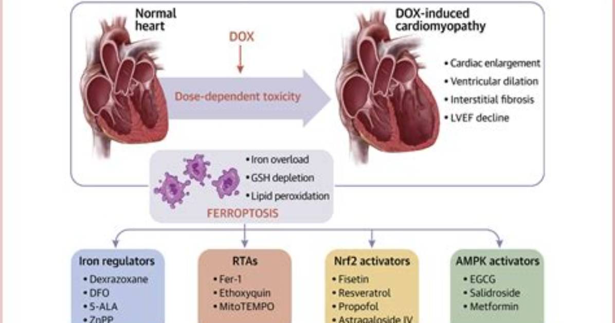 Why Does Herceptin Cause Cardiotoxicity?