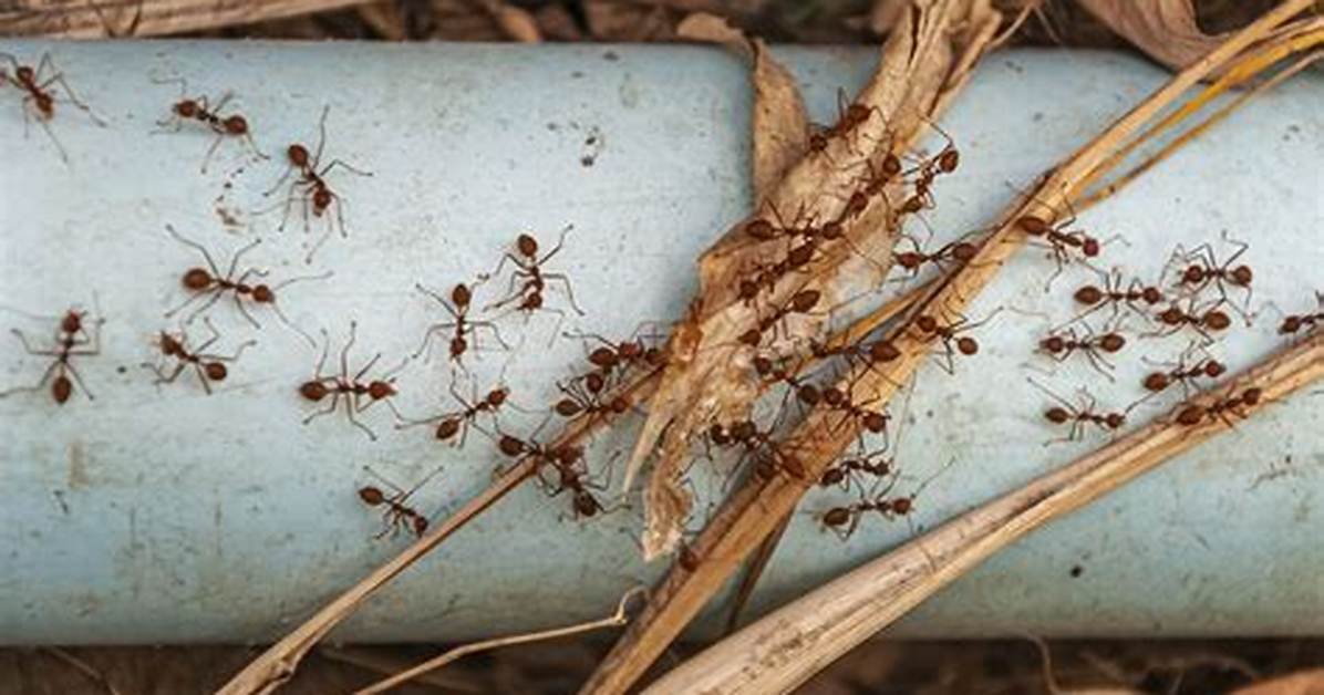 Why Does Killing Ants Attract More?