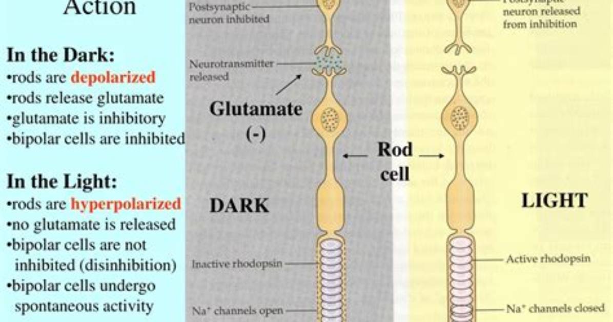 Why Does Light Hyperpolarize Photoreceptors?