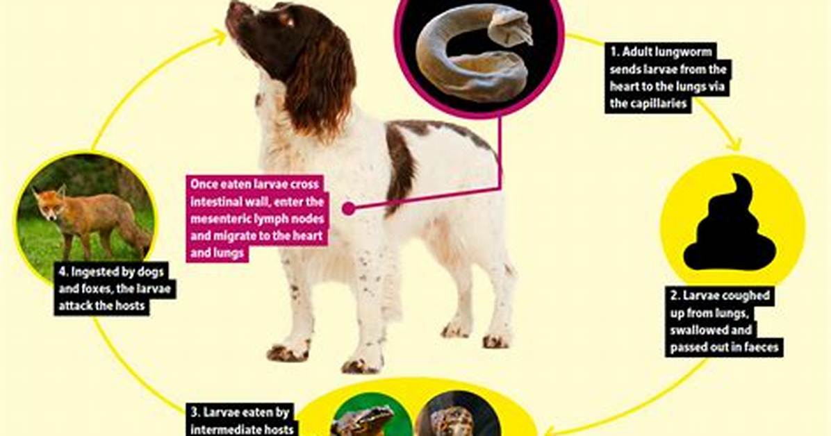 Why Does Lungworm Cause Bleeding?