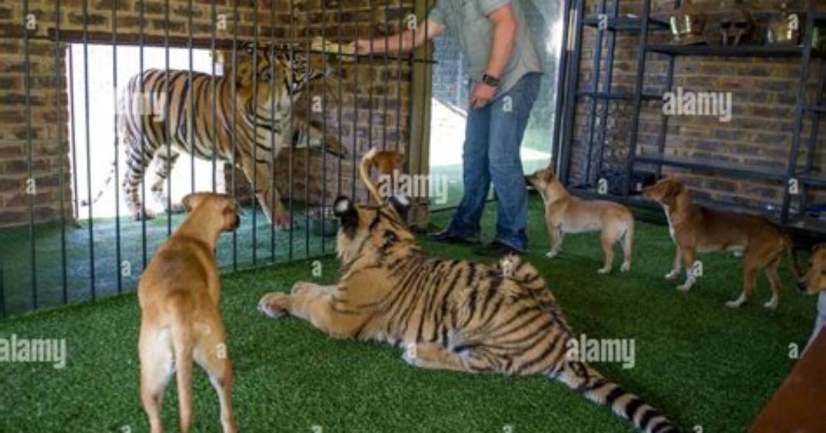 Why Does Michael Jamison Have Tigers?