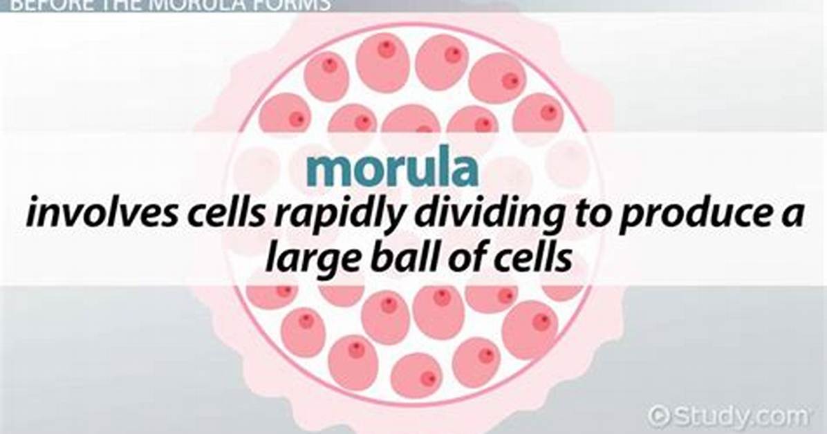 Why Does Morula Occur?